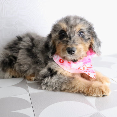 Barbie - Available Now