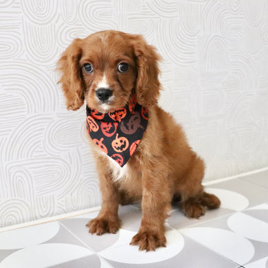 Nelson - Available Now