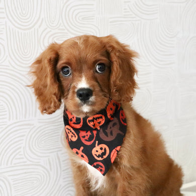 Nelson - Available Now