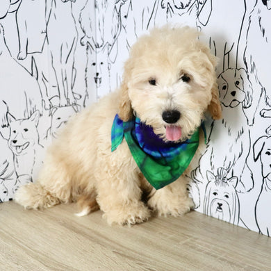 Leonardo - Available Now