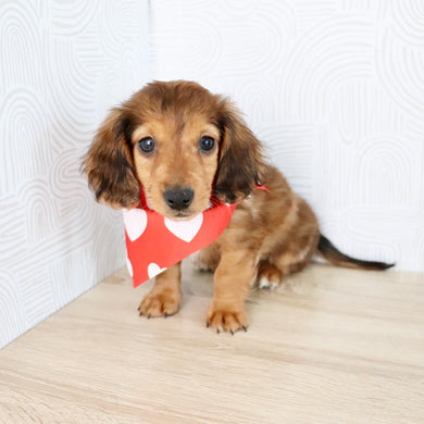 Luther - Available Now