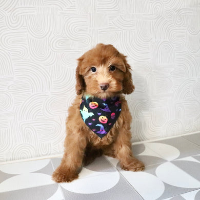 Fiona - Available Now