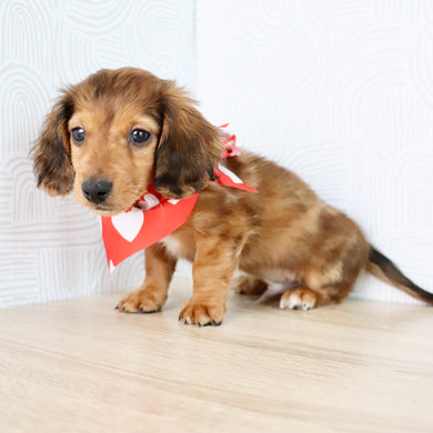 Luther - Available Now