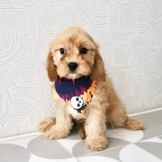 Chandler - Available Now