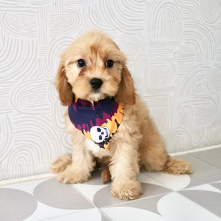 Chandler - Available Now