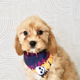 Chandler - Available Now