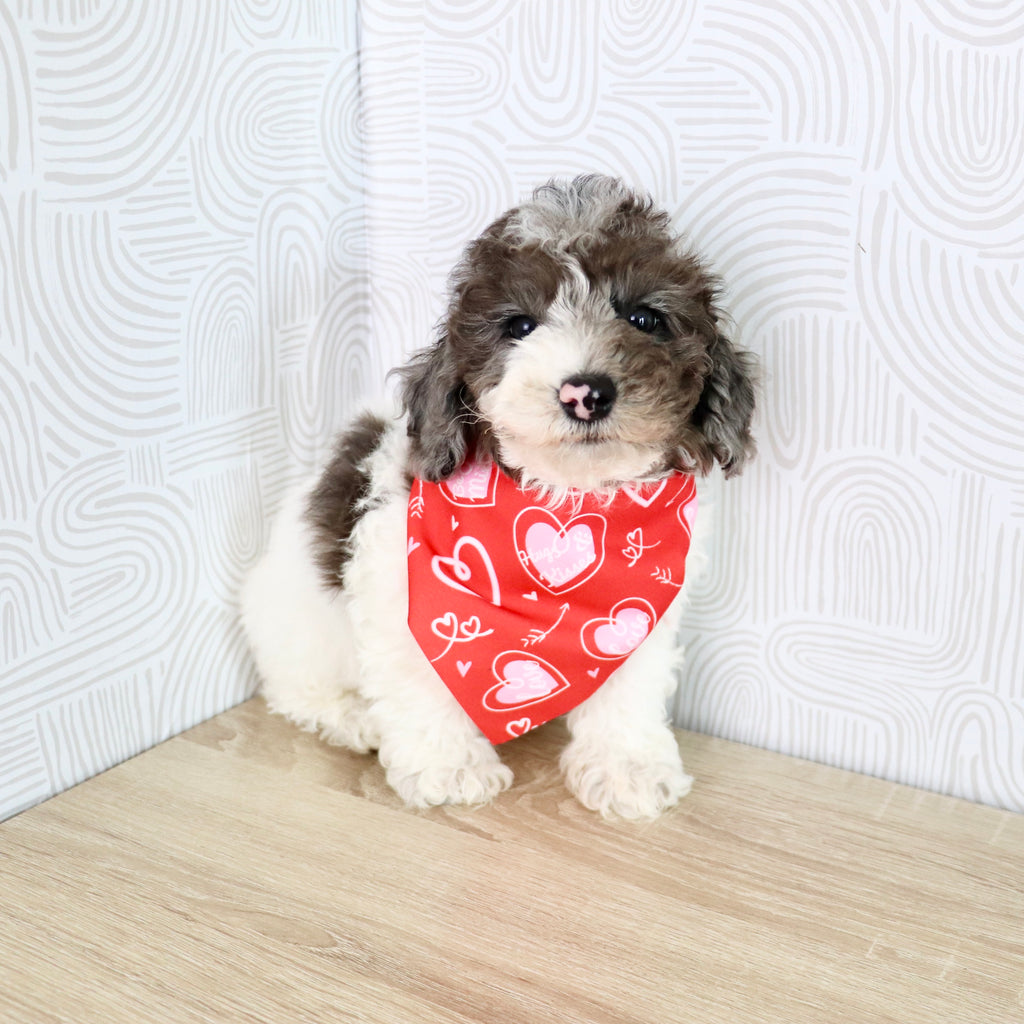 Fletcher - Available Now