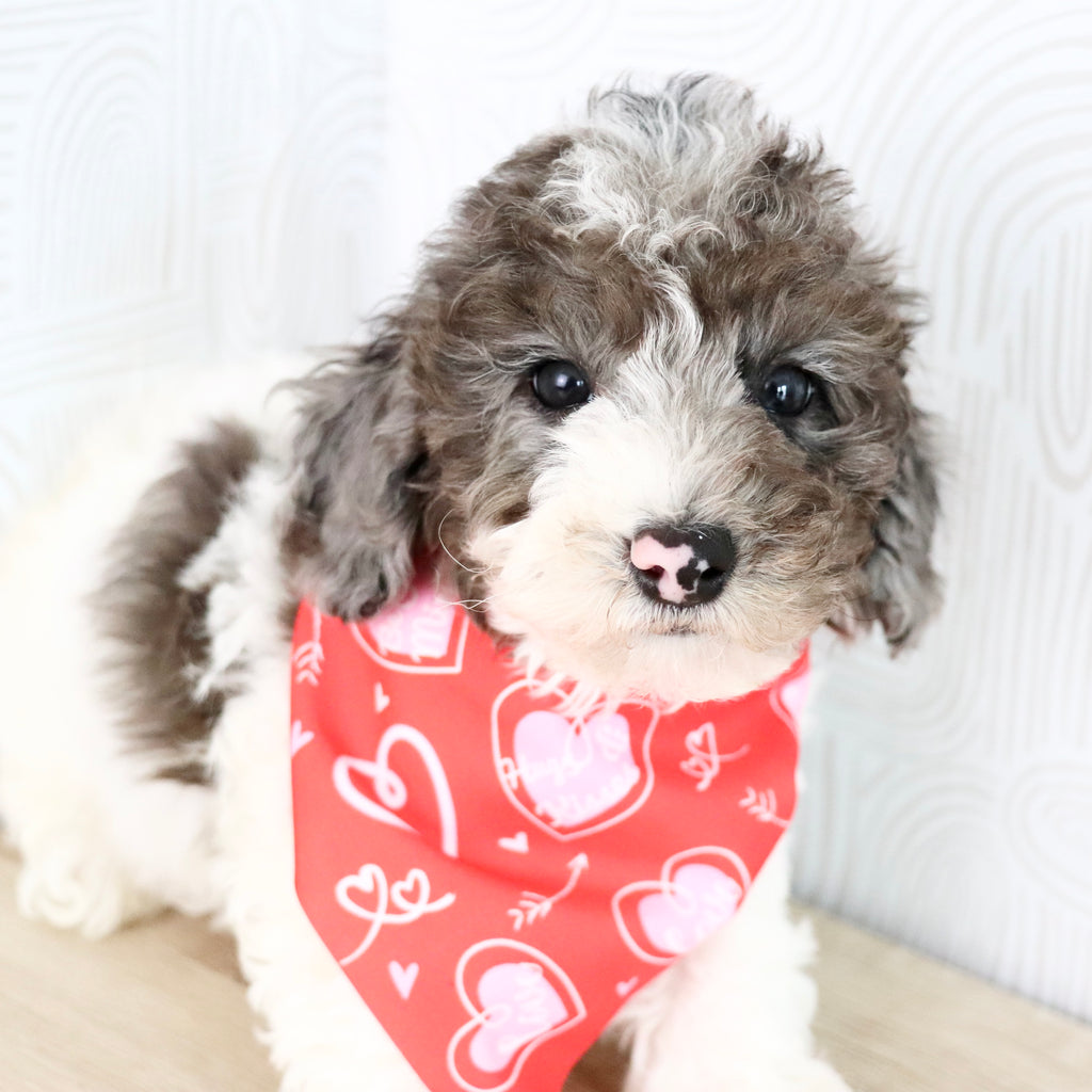 Fletcher - Available Now