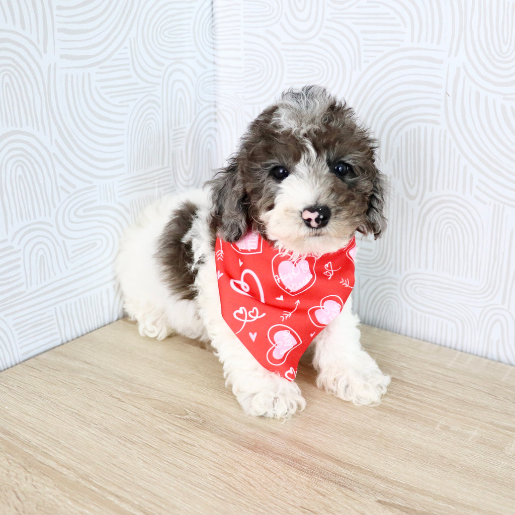 Fletcher - Available Now