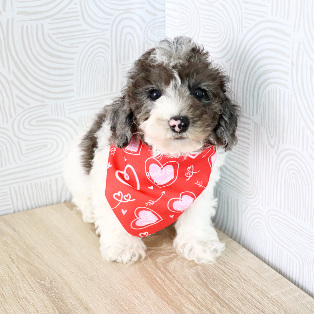 Fletcher - Available Now