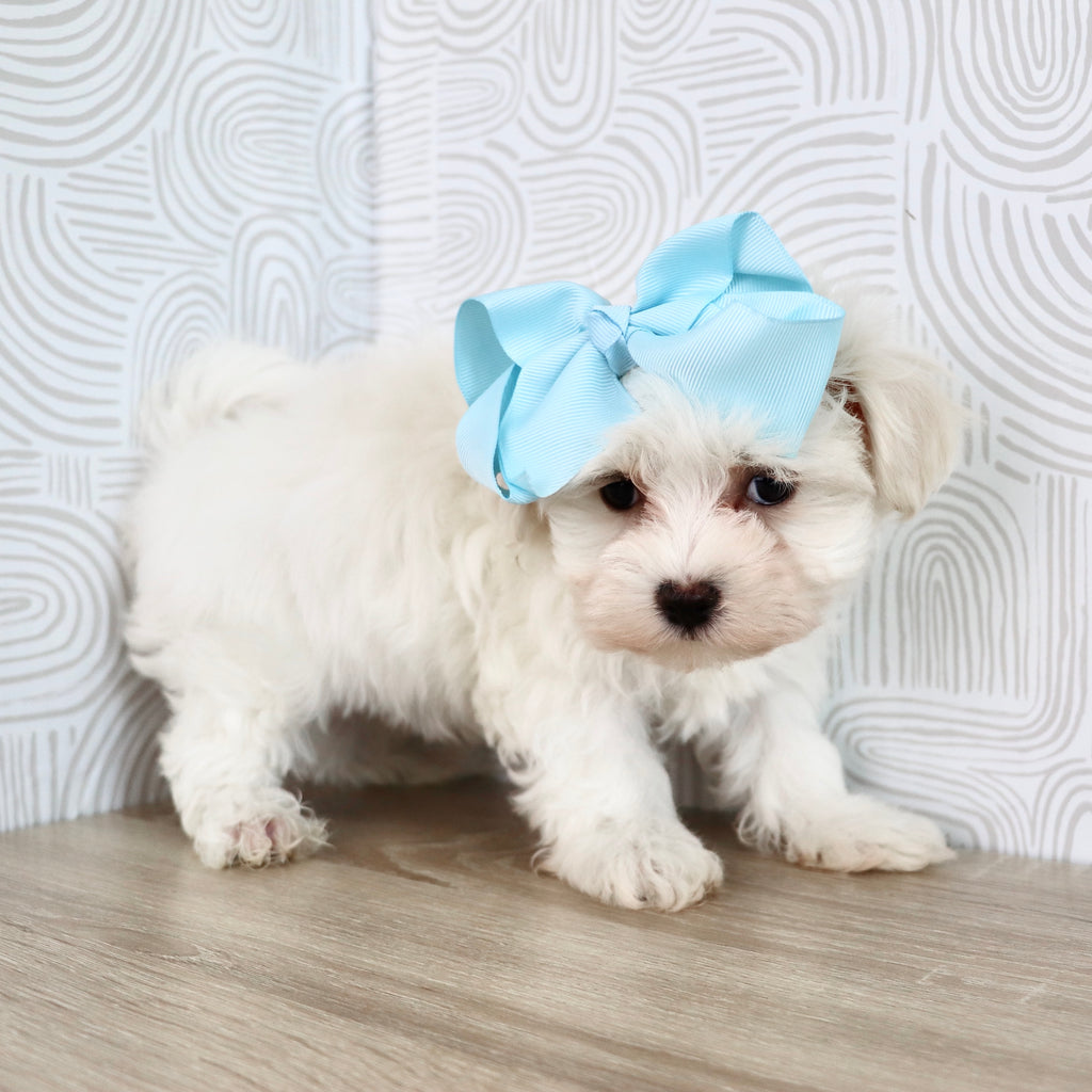 Missy - Available Now