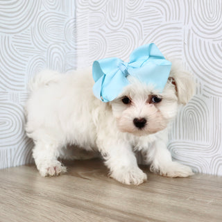 Missy - Available Now