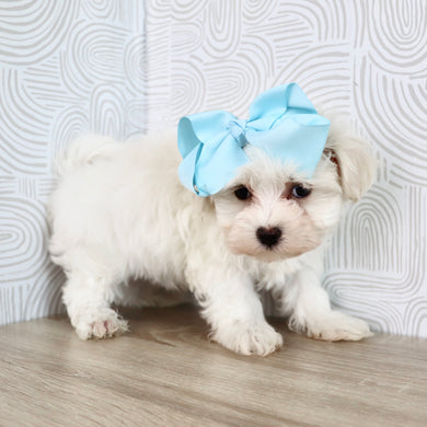 Missy - Available Now