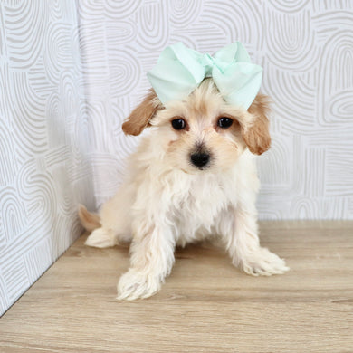 June - Available Now