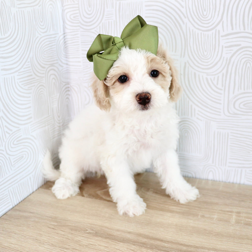 Wendy - Available Now