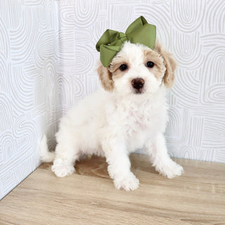 Wendy - Available Now