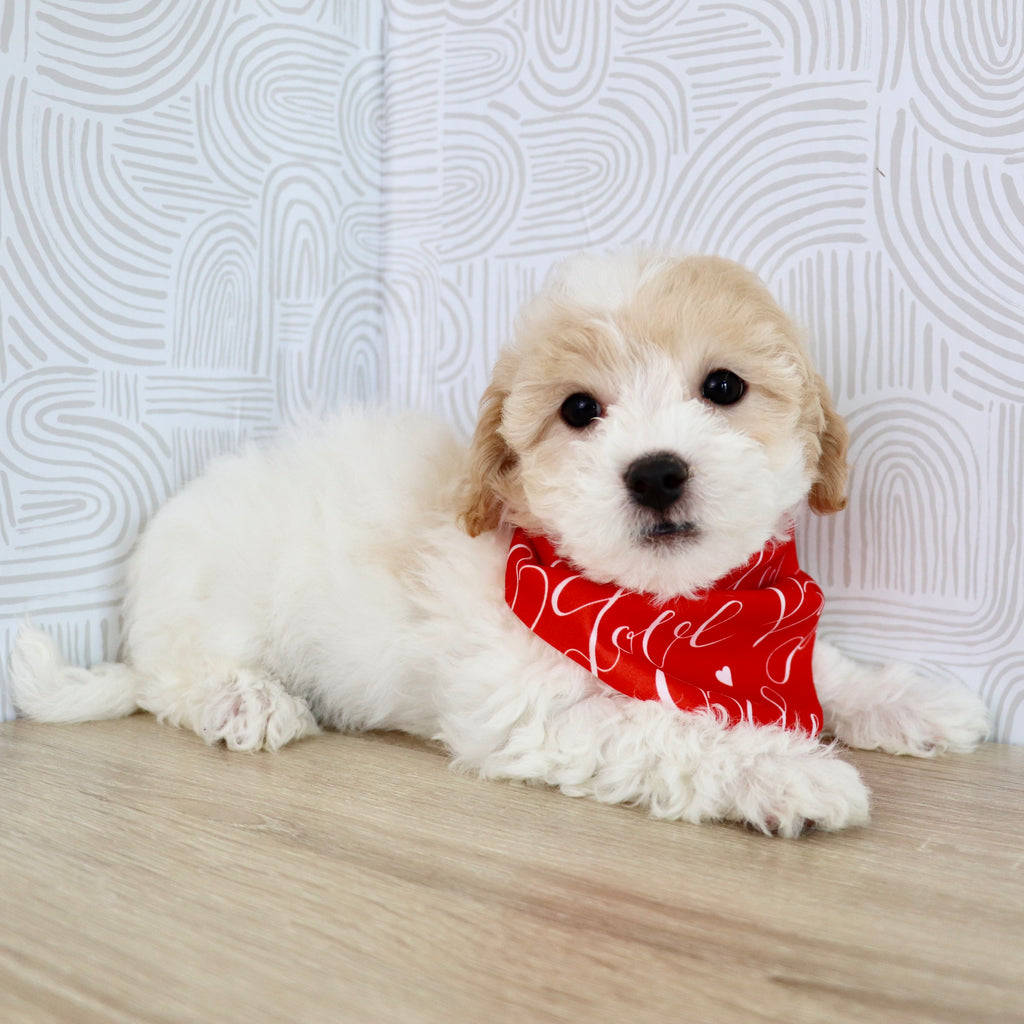 Wilder - Available Now