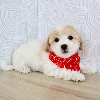 Wilder - Available Now