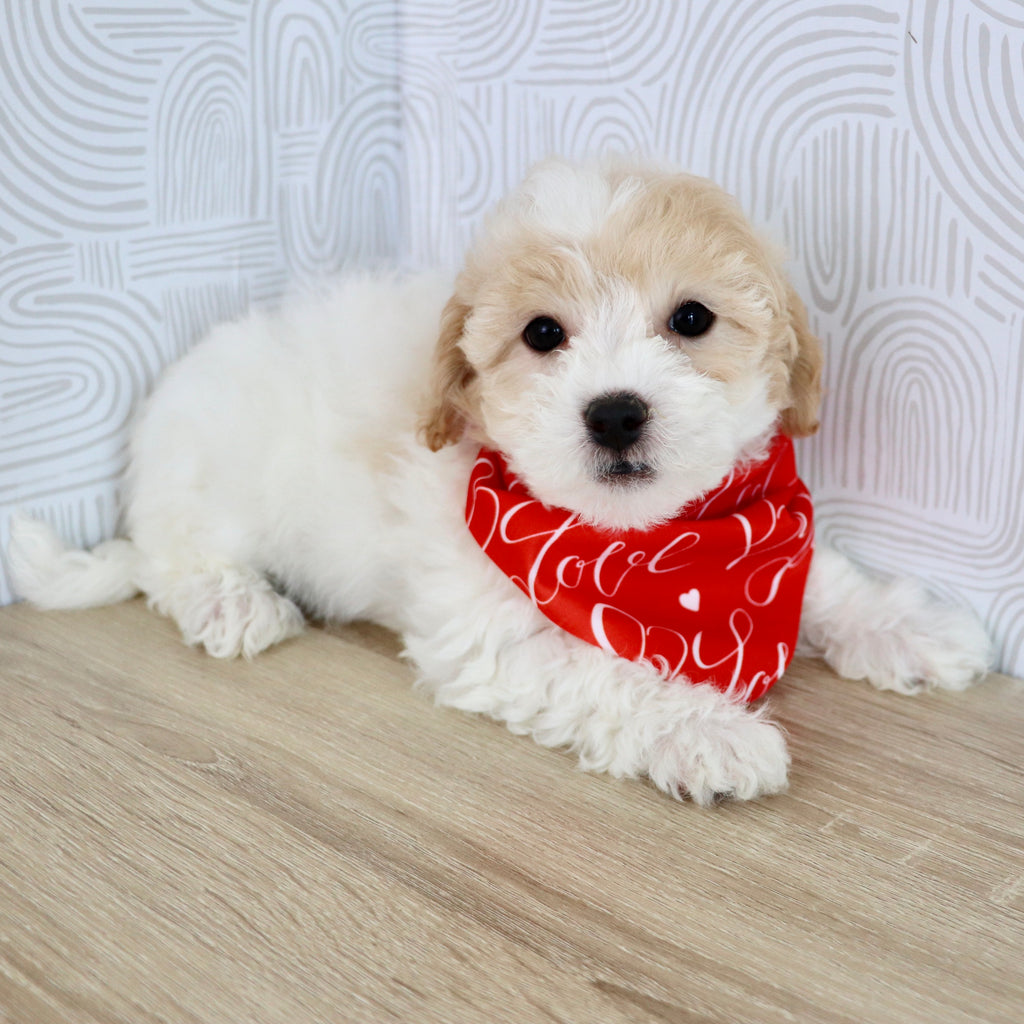 Wilder - Available Now