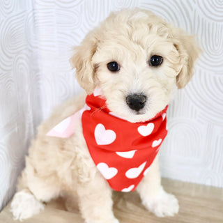 Weston - Available Now