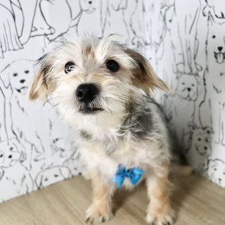 Paxton - Available Now