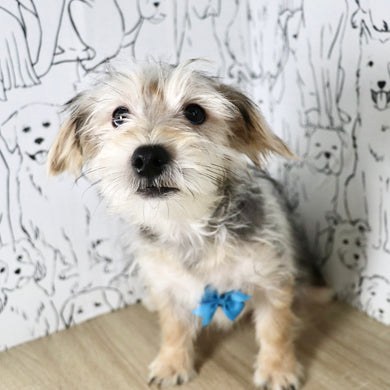 Paxton - Available Now