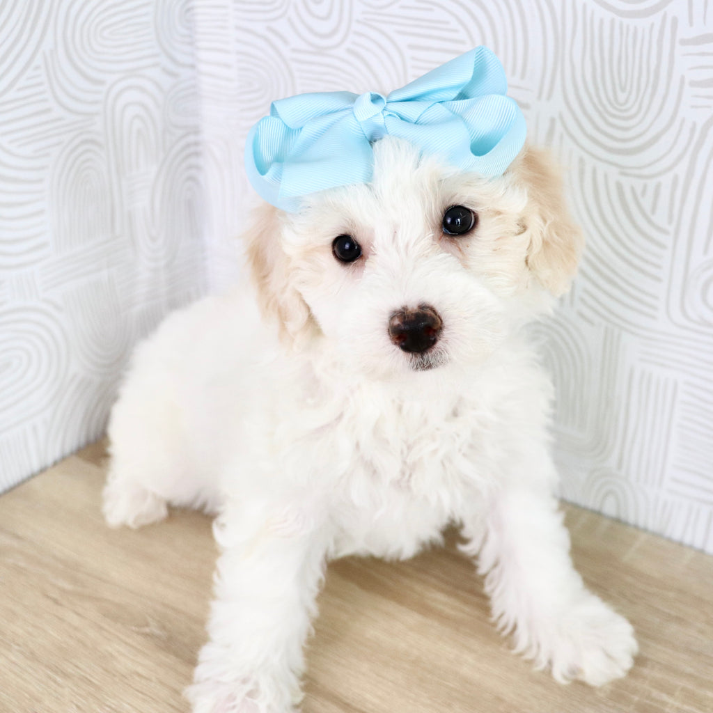 Waverly - Available Now