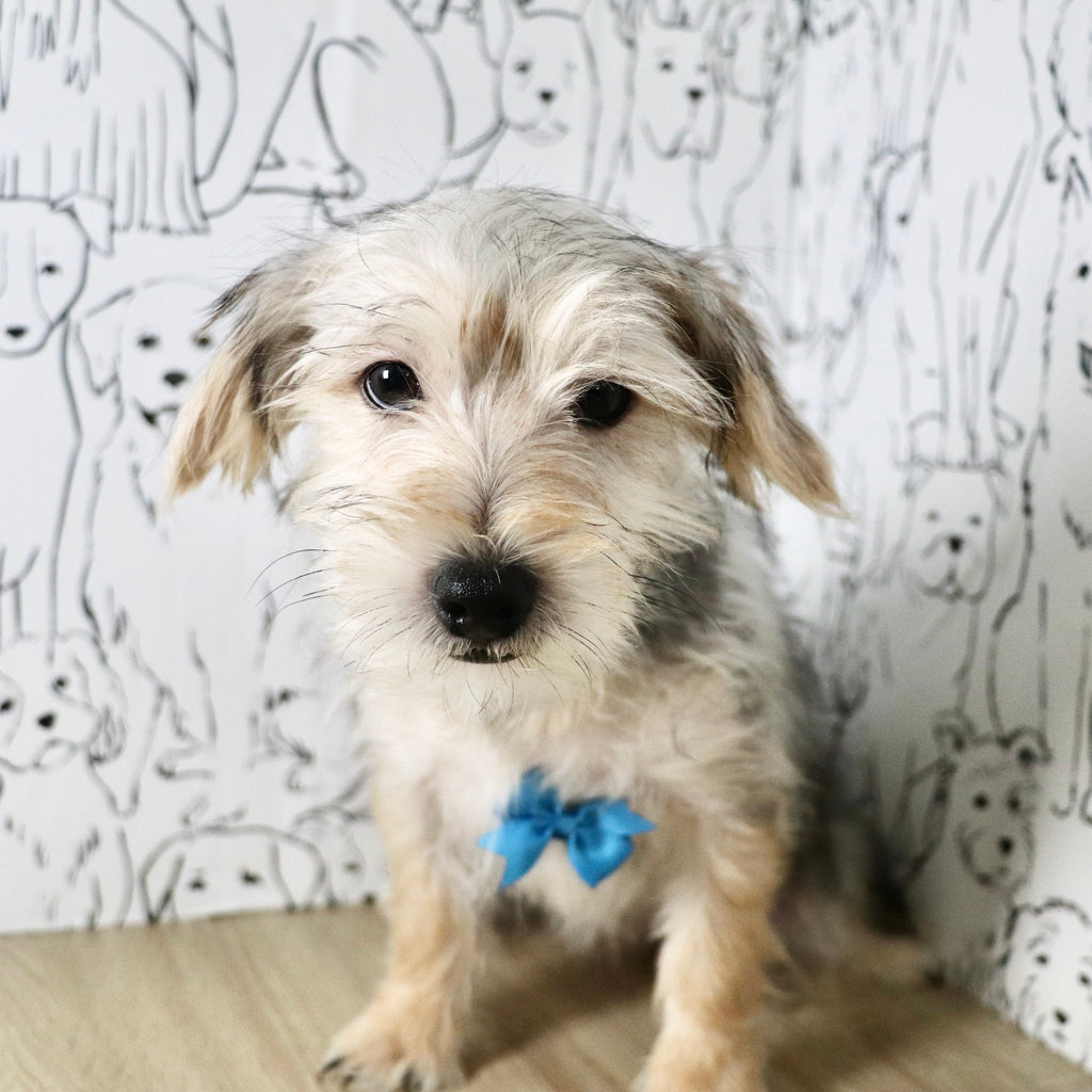 Paxton - Available Now