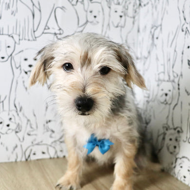 Paxton - Available Now