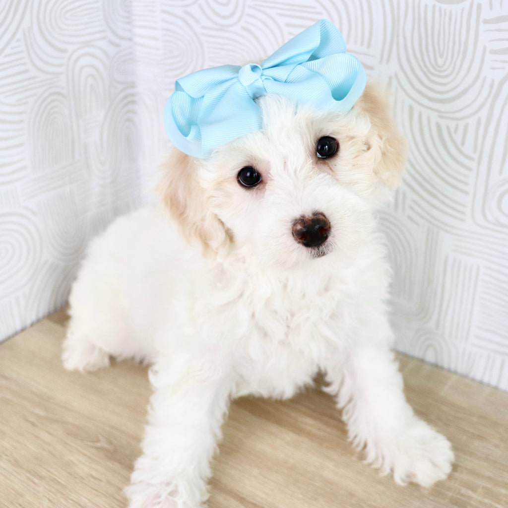 Waverly - Available Now