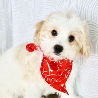 Ziggy - Available Now