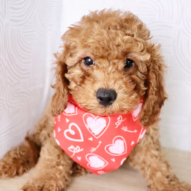 Travis - Available Now