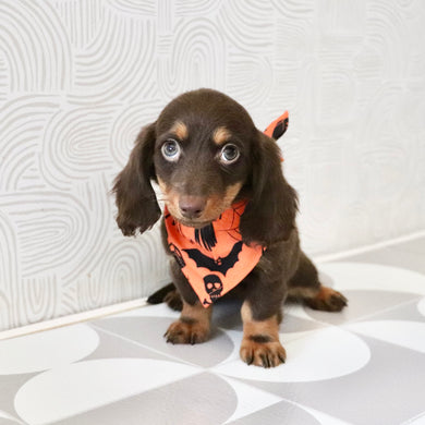 Elsa - Available Now