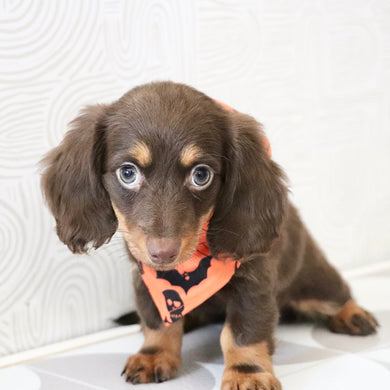 Elsa - Available Now