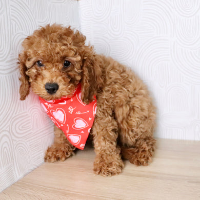 Travis - Available Now