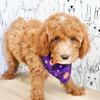 Vicky - Available Now