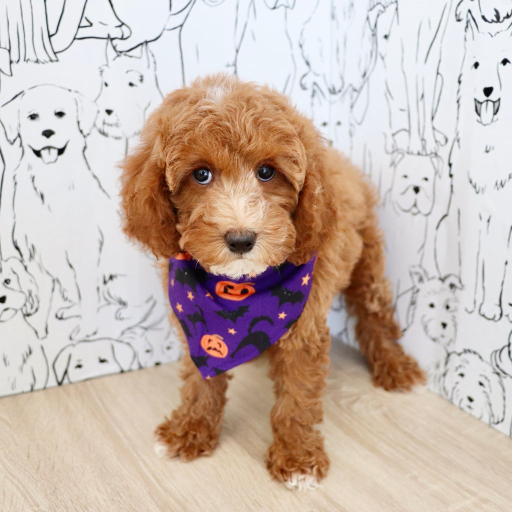 Vicky - Available Now