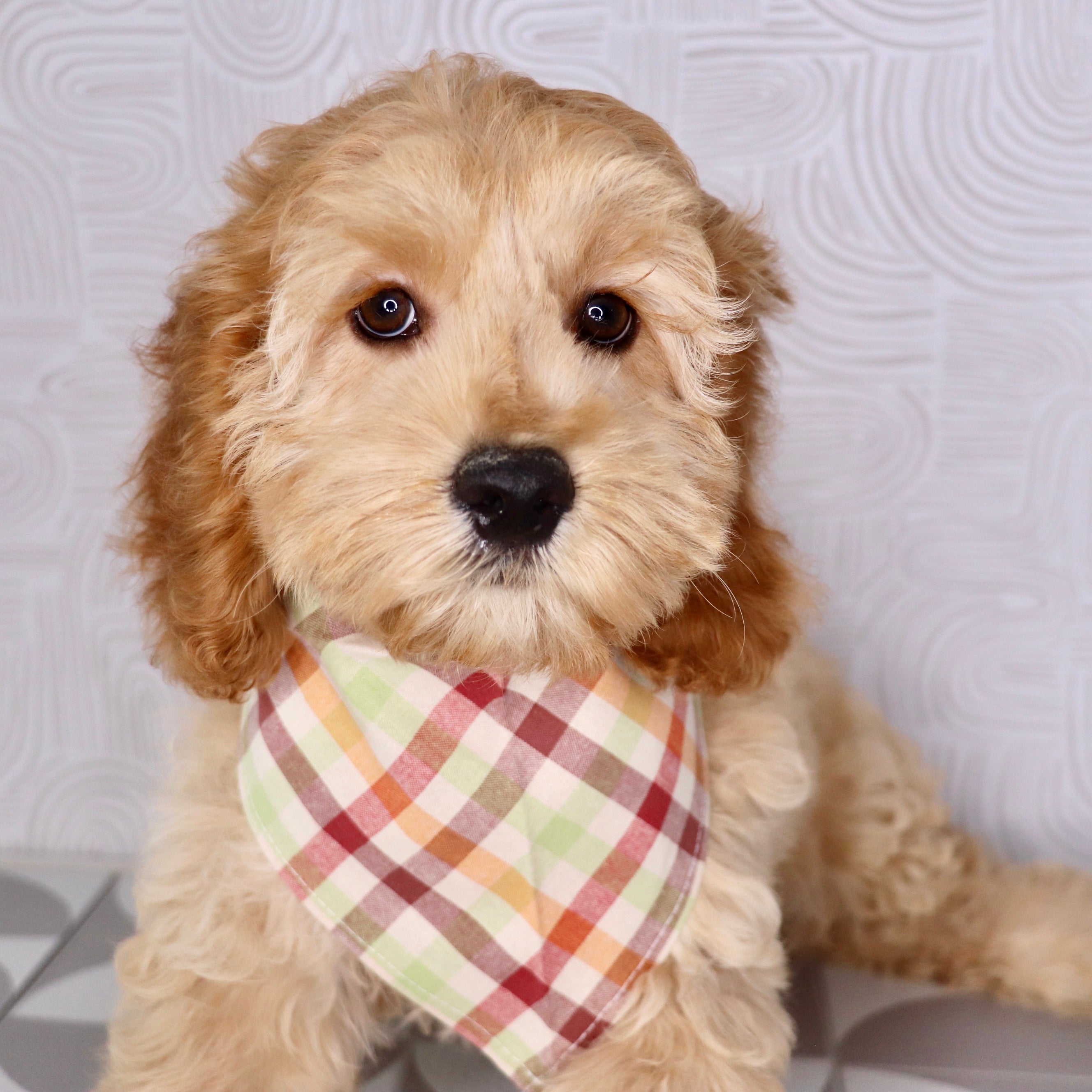 Cute Puppy in Raleigh