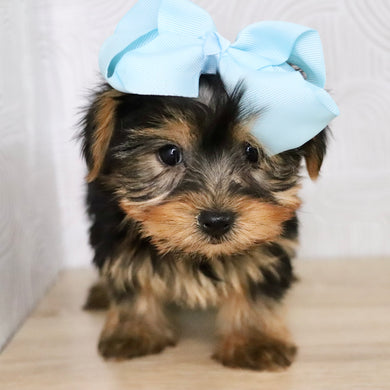 Trina - Available Now