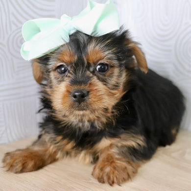 Lexis - Available Now