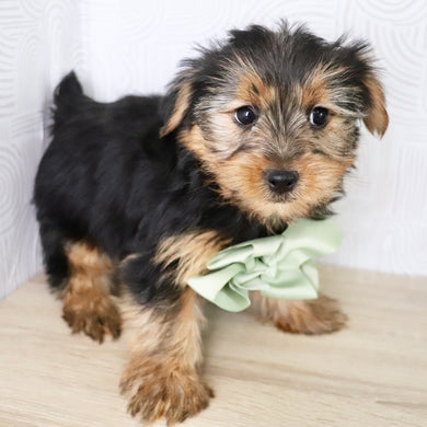 Radar - Available Now