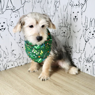 Paxton - Available Now