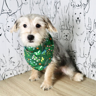 Paxton - Available Now