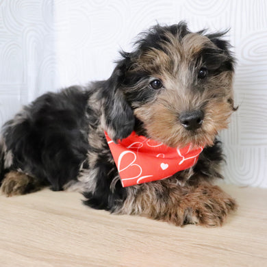 Tarzan - Available Now