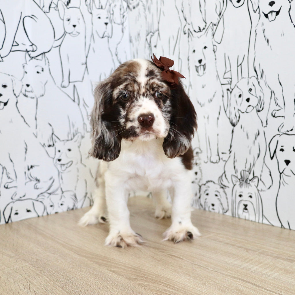 Belle - Available Now