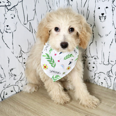 Tulip - Available Now
