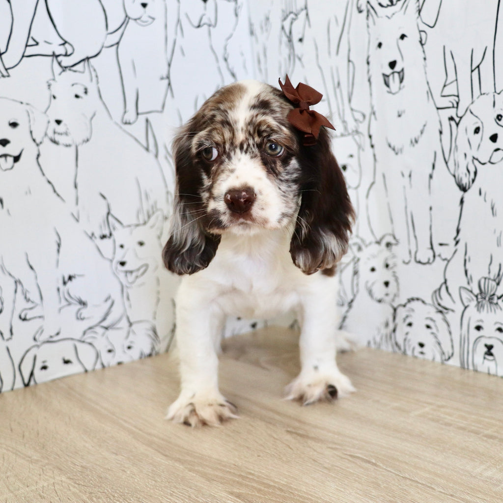 Belle - Available Now