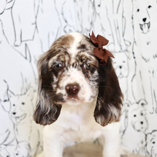 Belle - Available Now