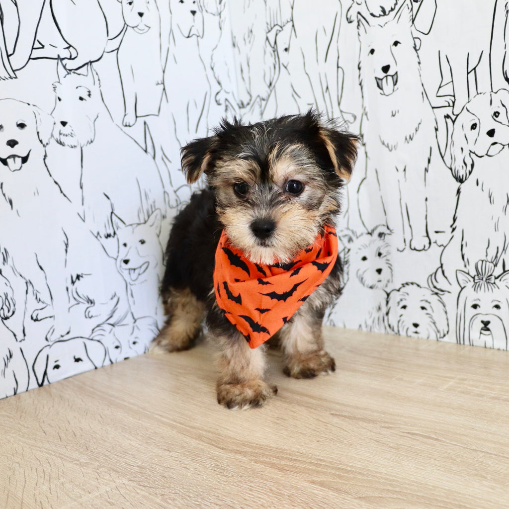 Bodie - Available 10/25