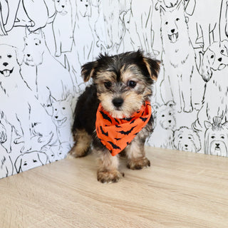 Bodie - Available 10/25